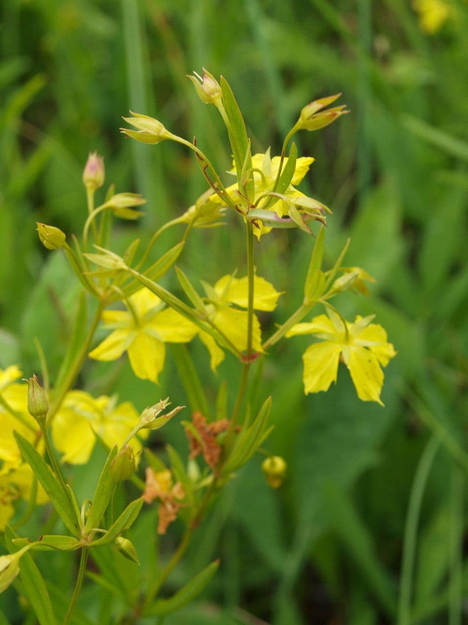 Lysimachia quadriflora 4
