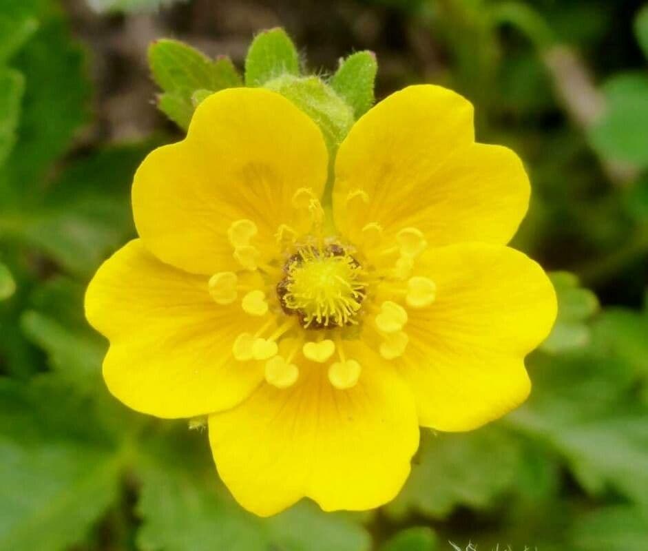 Potentilla a ventaglio