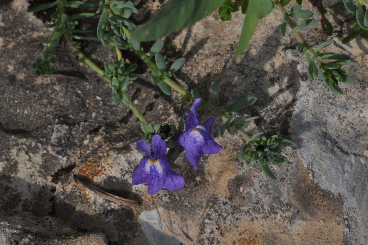 Linaria alpina 30