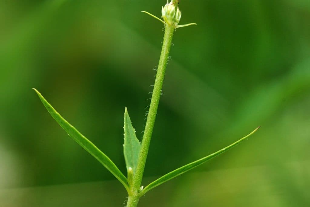 Veronica virginica 25