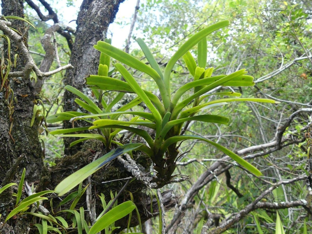 Jumellea