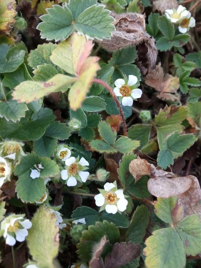 Potentilla della Turingia 3