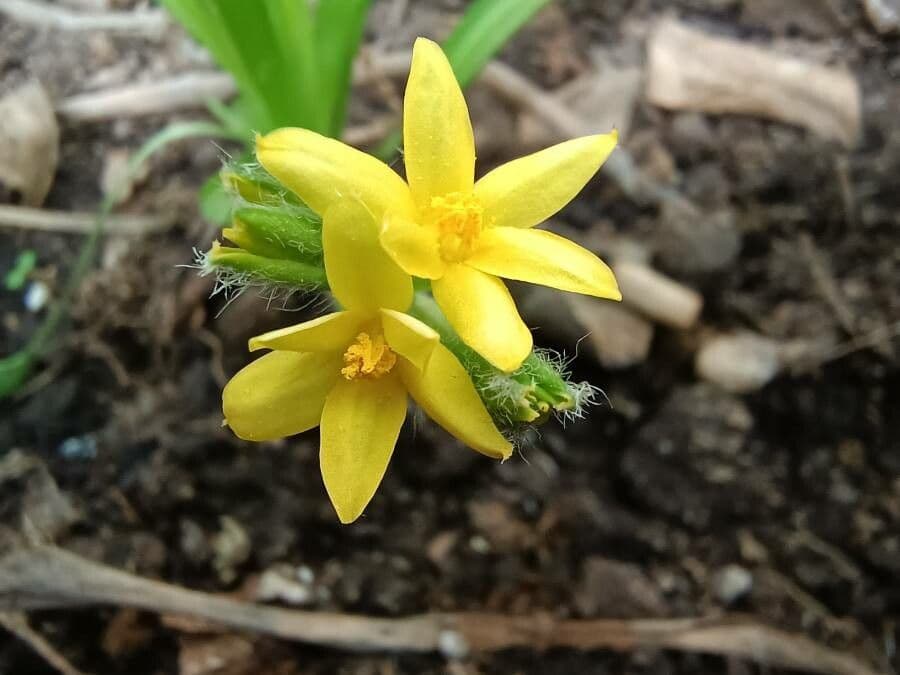 Hypoxis