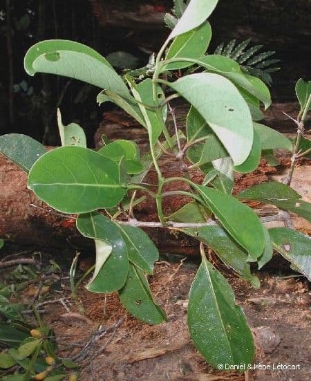 Coelospermum 12