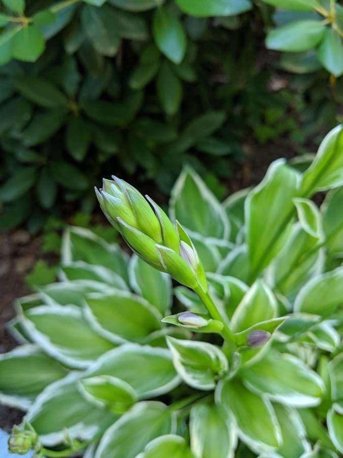 Hosta 29
