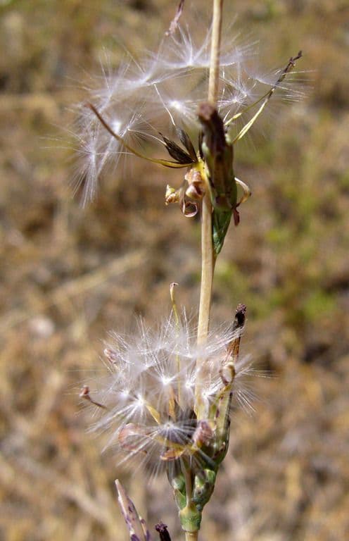 Lactuca saligna 3