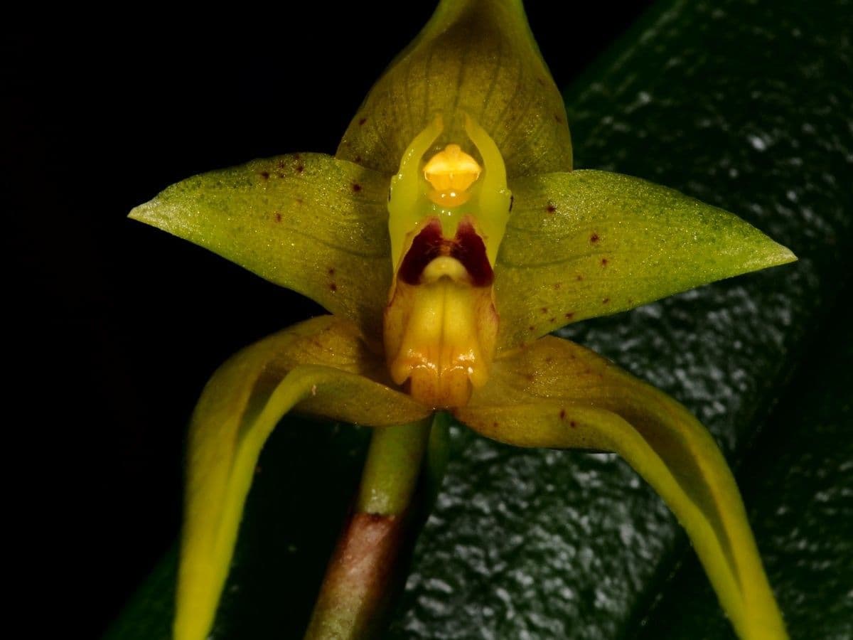 Bulbophyllum 7