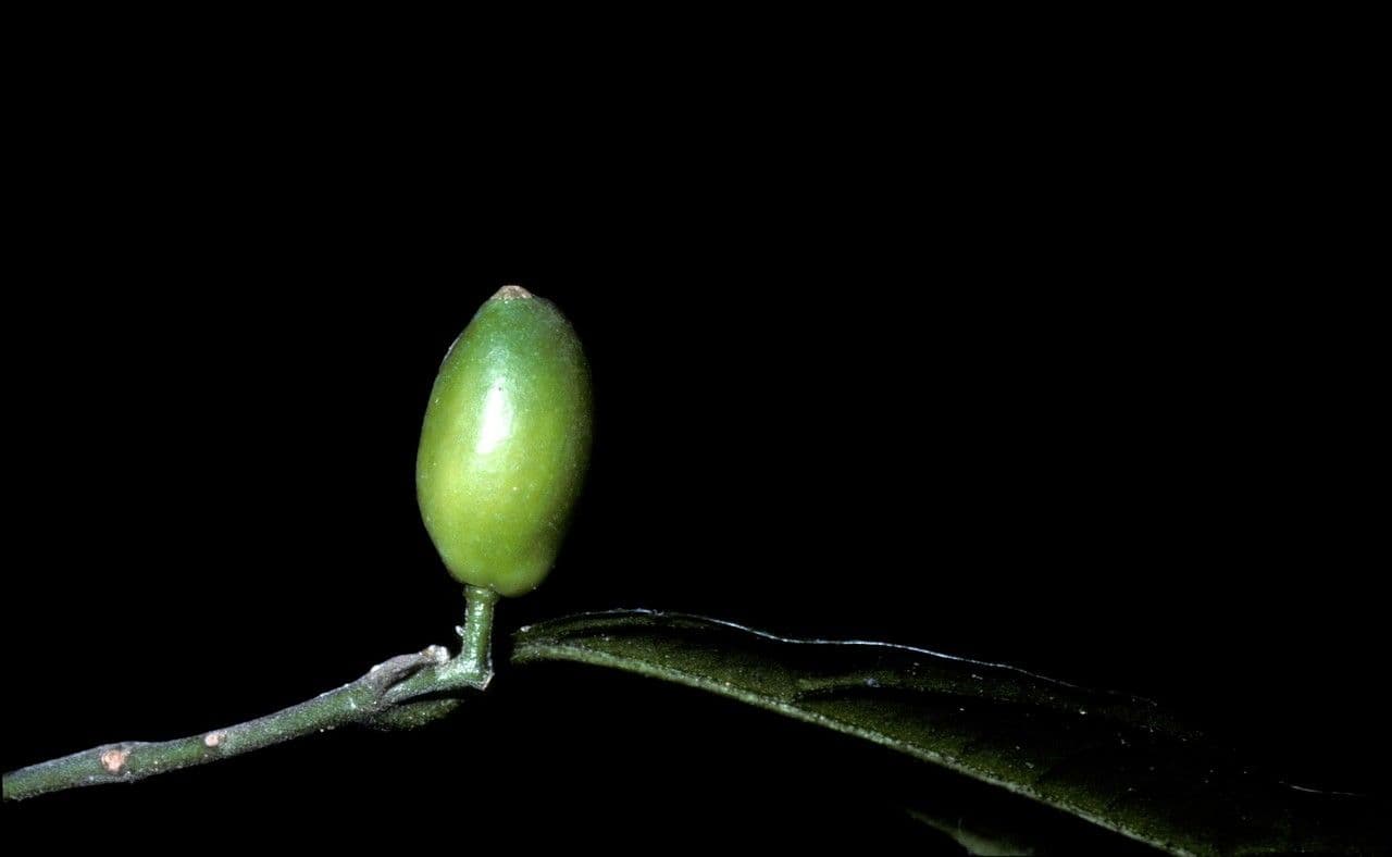 Gomphandra