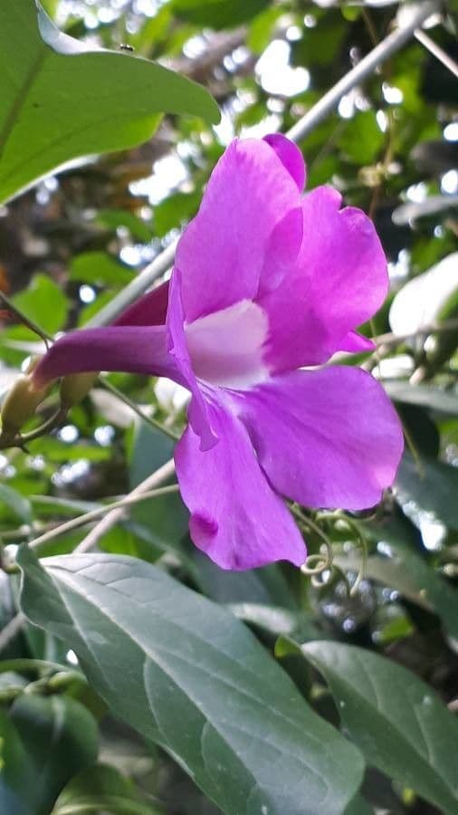 Bignonia magnifica 5