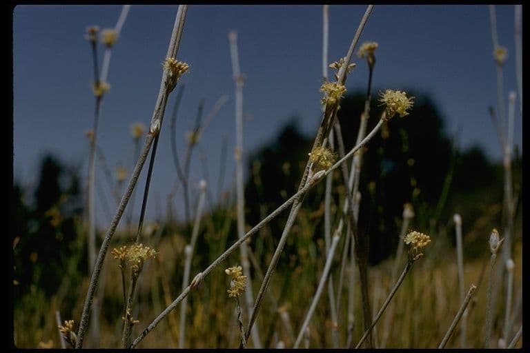Eriogonum elongatum 8