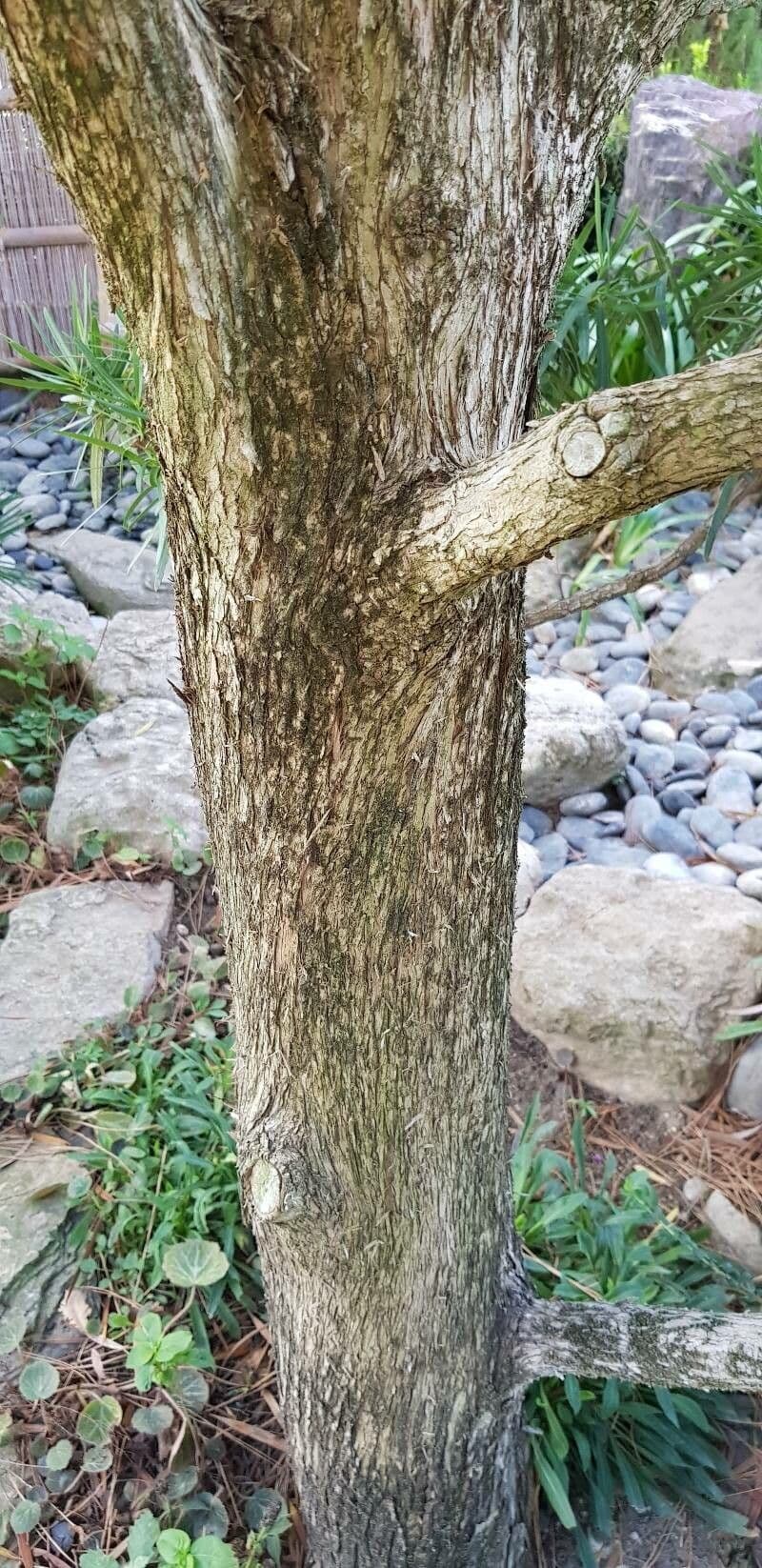 Podocarpus macrophyllus 21