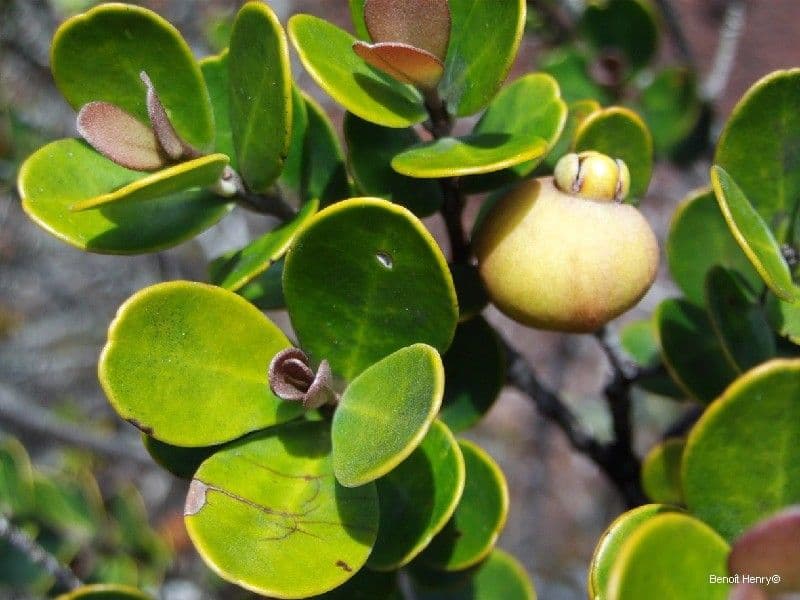 Eugenia 8