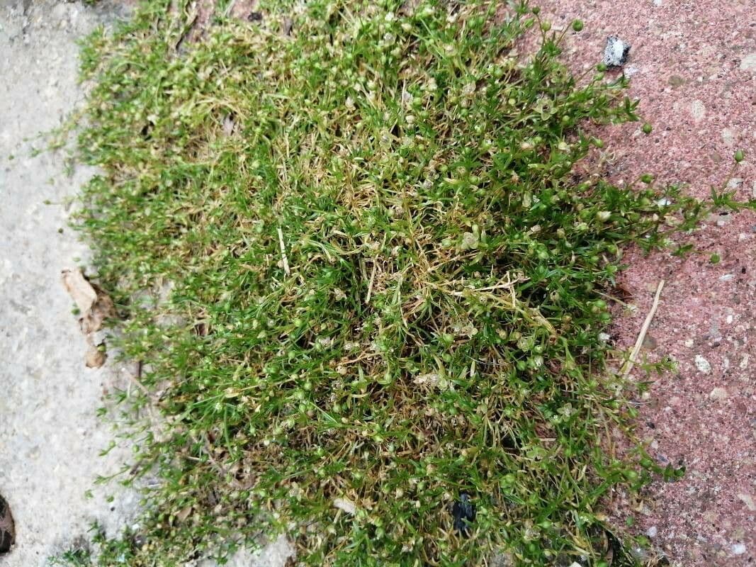 Sagina sdraiata 24