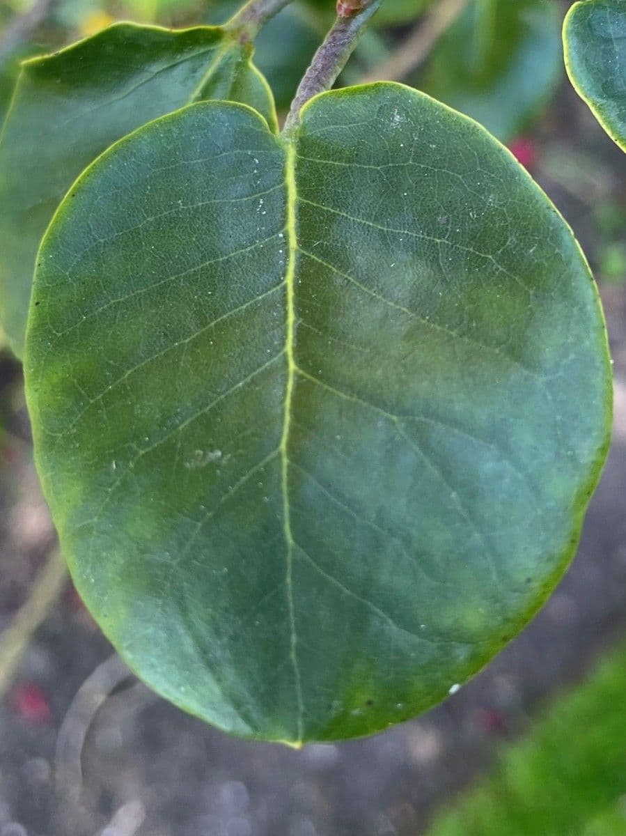 Rododendro 18