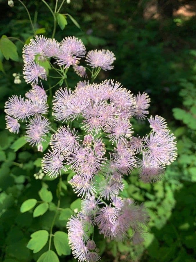 Akeleiblättrige Wiesenraute 28