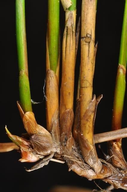 Giunco filiforme 22