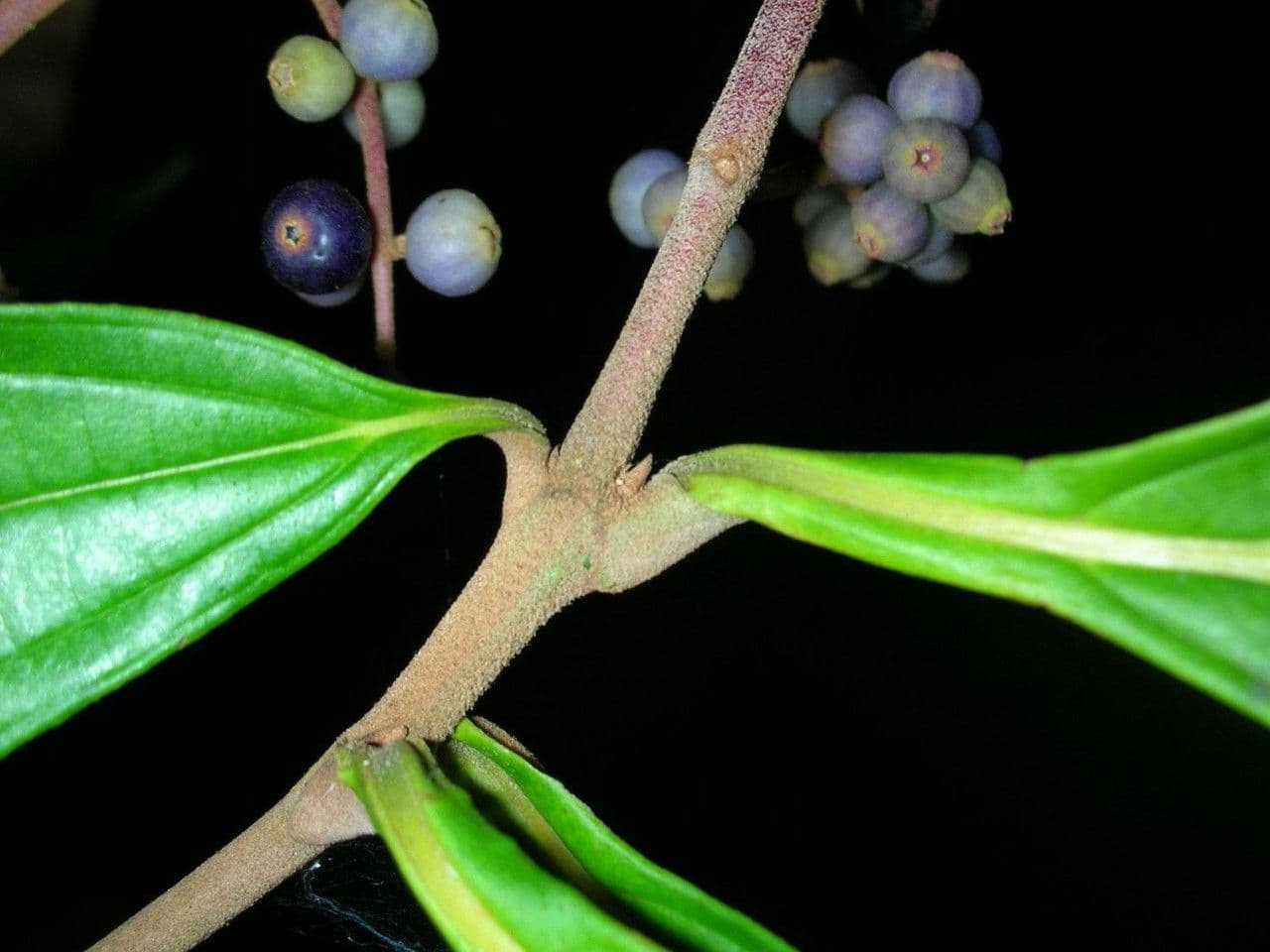 Miconia prasina 13