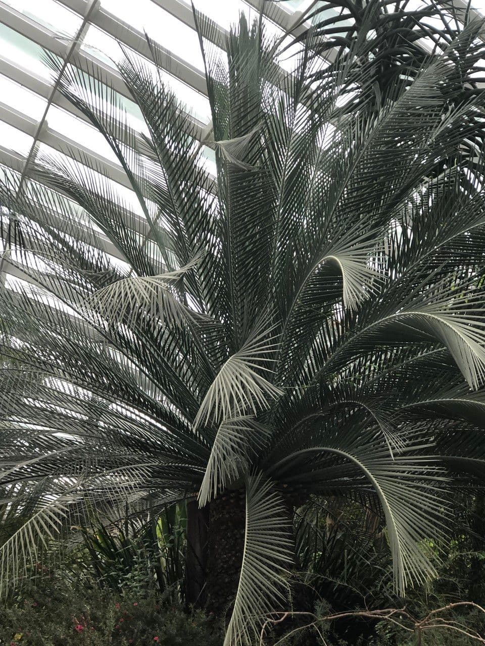 Moore-Zamia 11