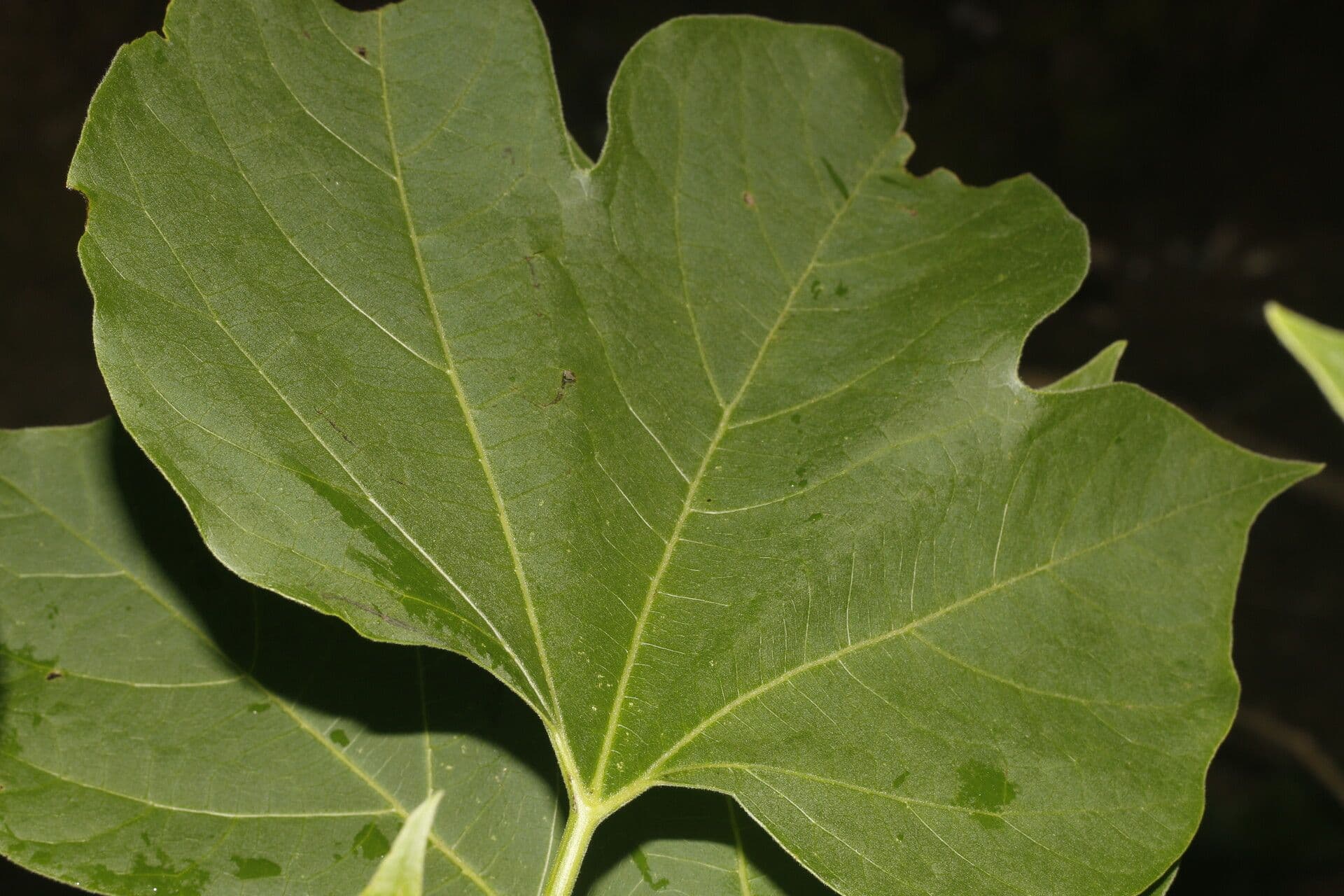 Gyrocarpus 4