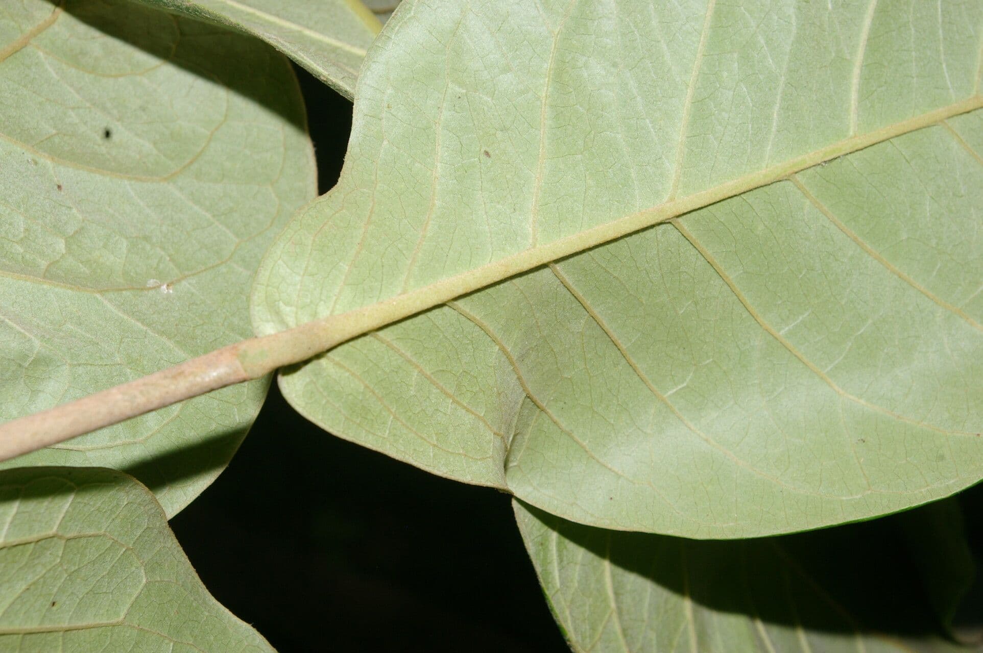 Eugenia 7