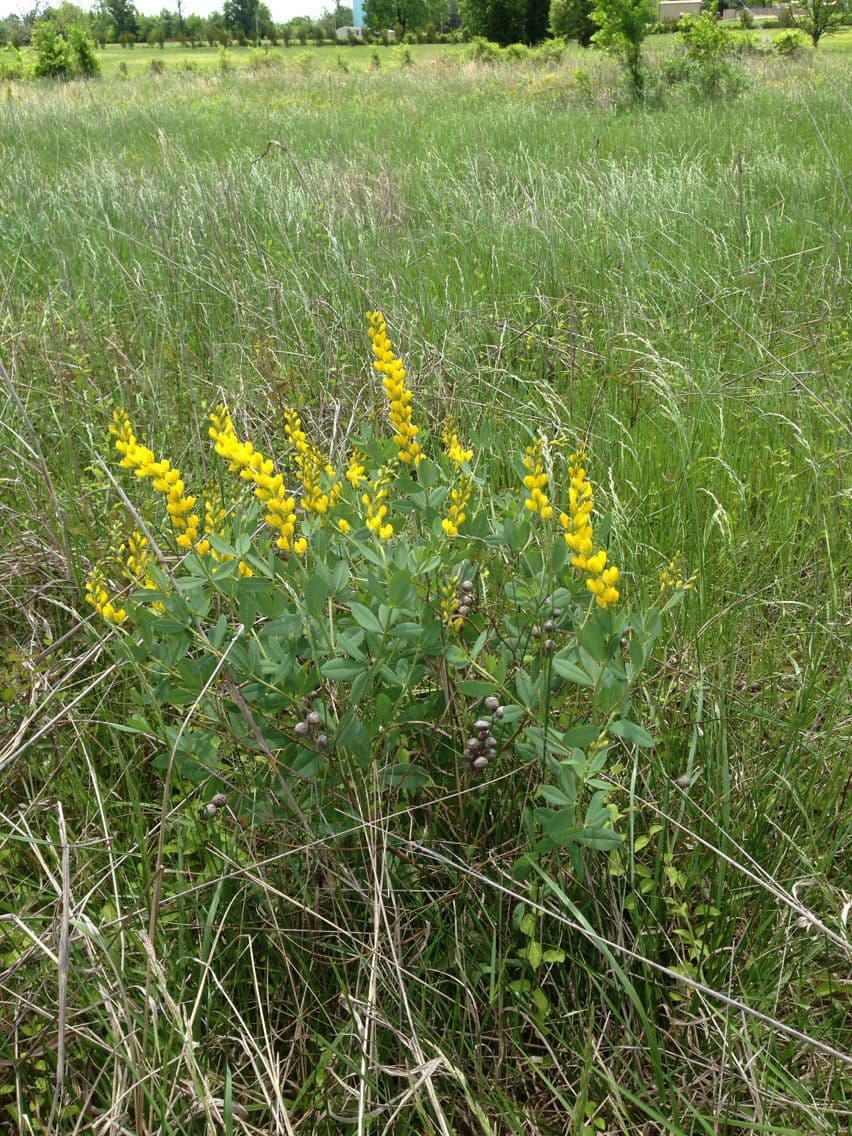 Baptisia 12
