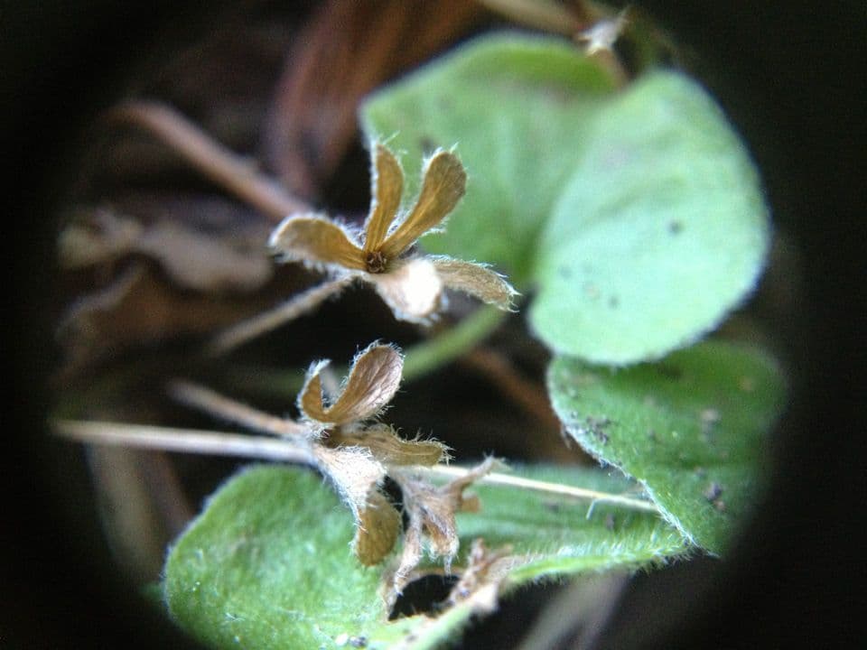 Dichondra a fiore piccolo 24