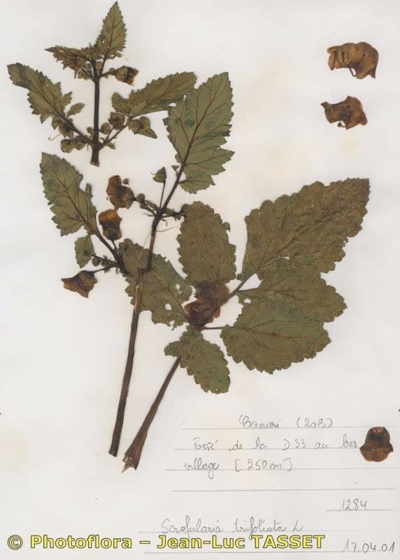 Scrophularia 9