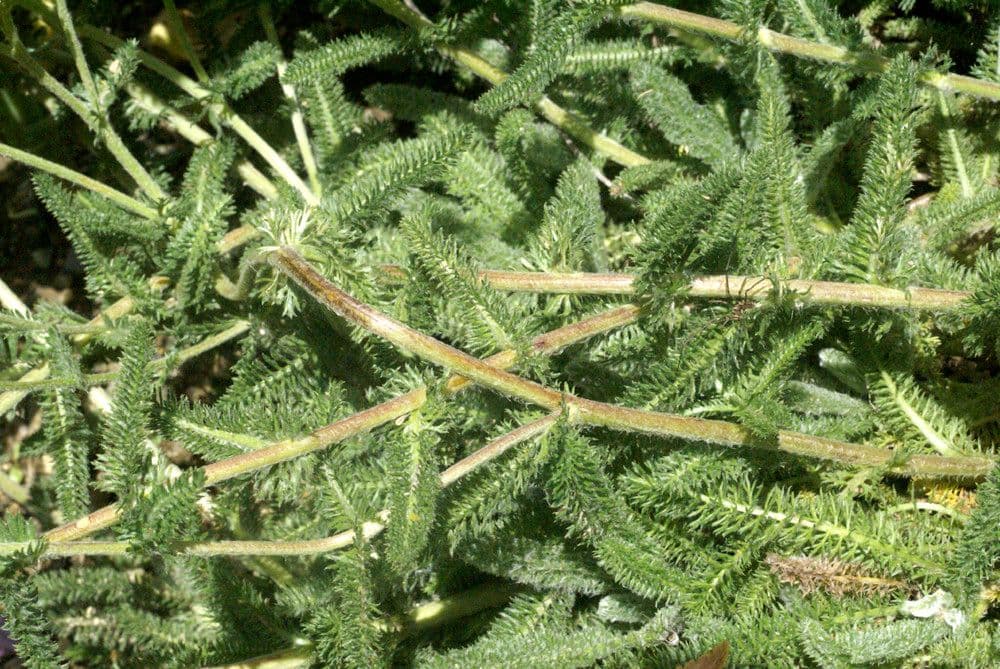Achillea tomentosa 21