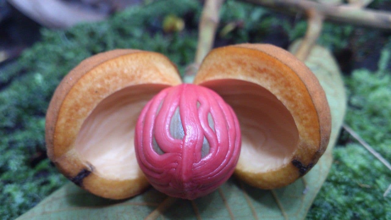 Virola di Koschnyi 4