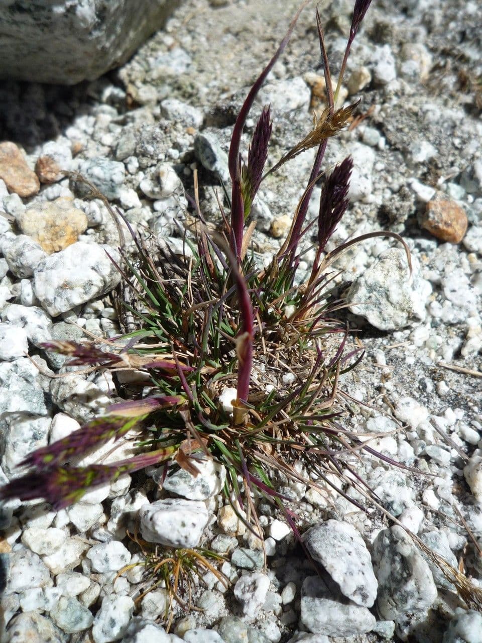Agrostis 3