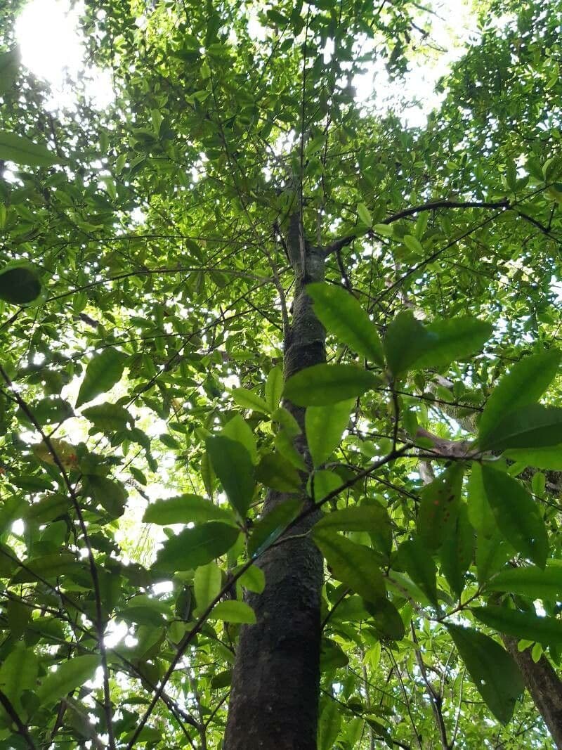 Synsepalum 13