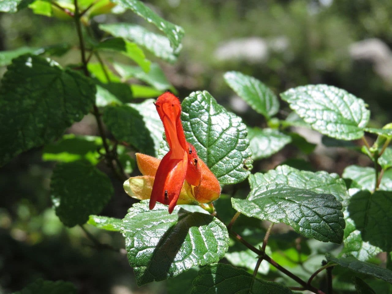 Salvia 2