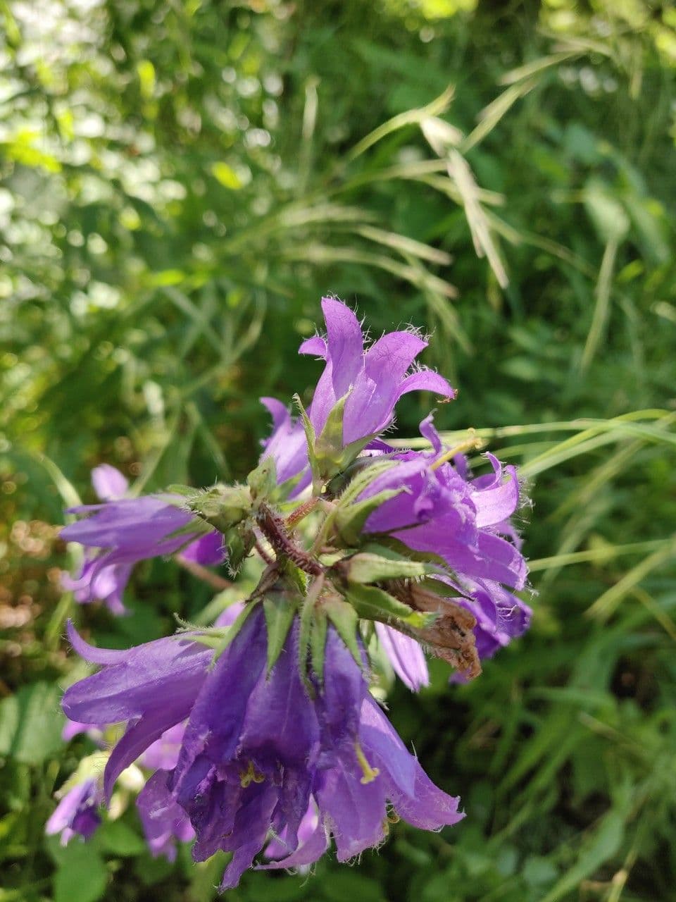 Nesselblättrige Glockenblume 30