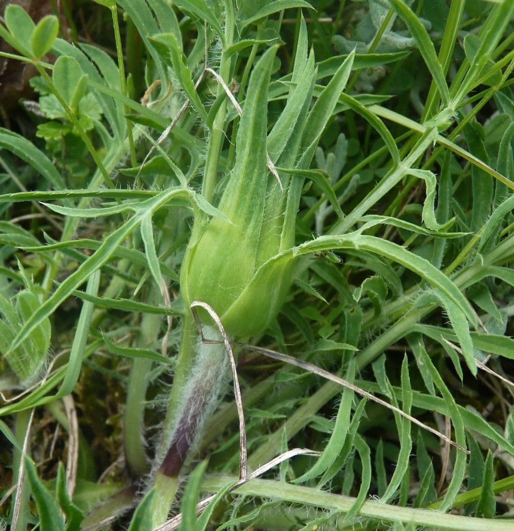 Sanftdistel 21