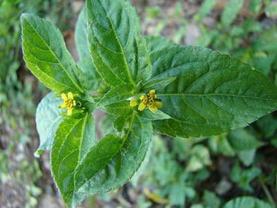 Synedrella nodiflora 3