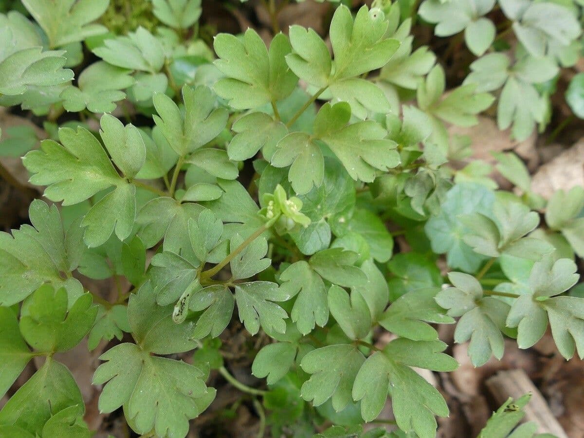 Erba moscatellina 23