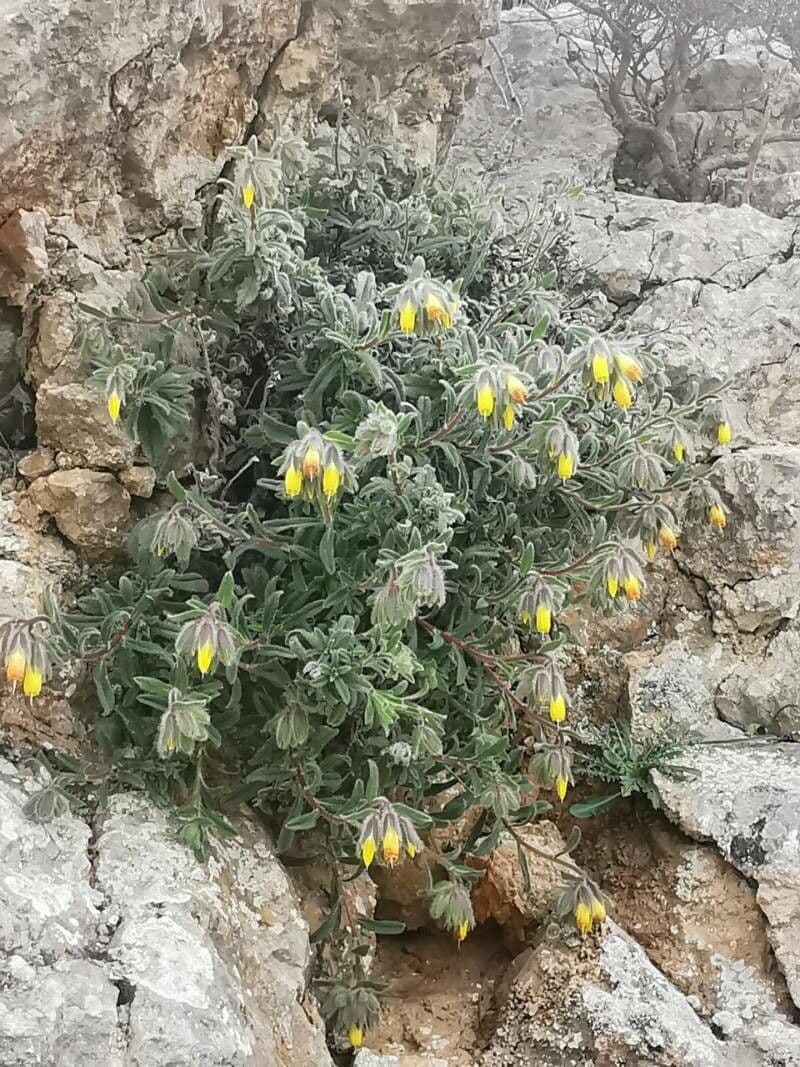 Goccia d'oro rocciosa 9
