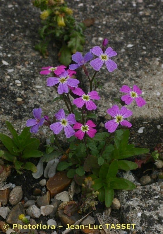 Malcolmia flexuosa 9