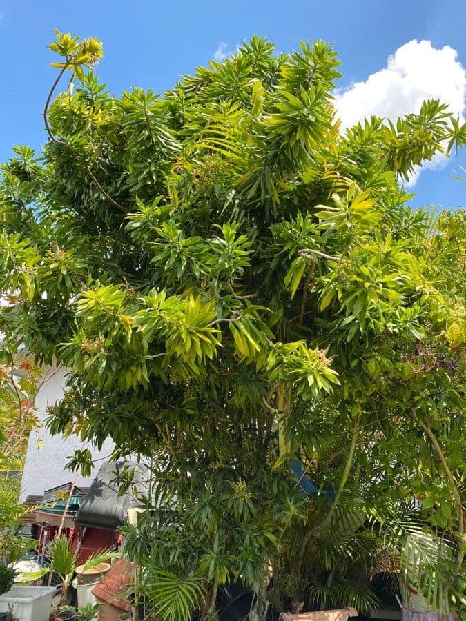 Dracena 15