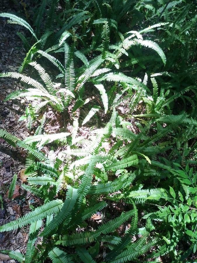 Nephrolepis cordifolia 7