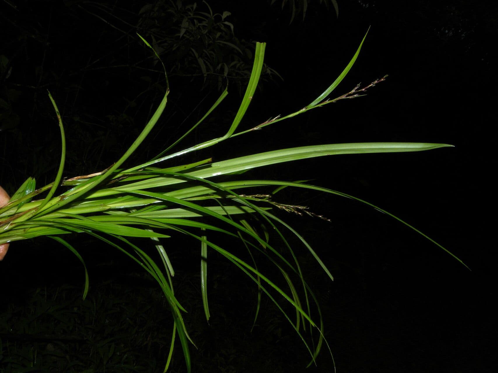 Scleria 3