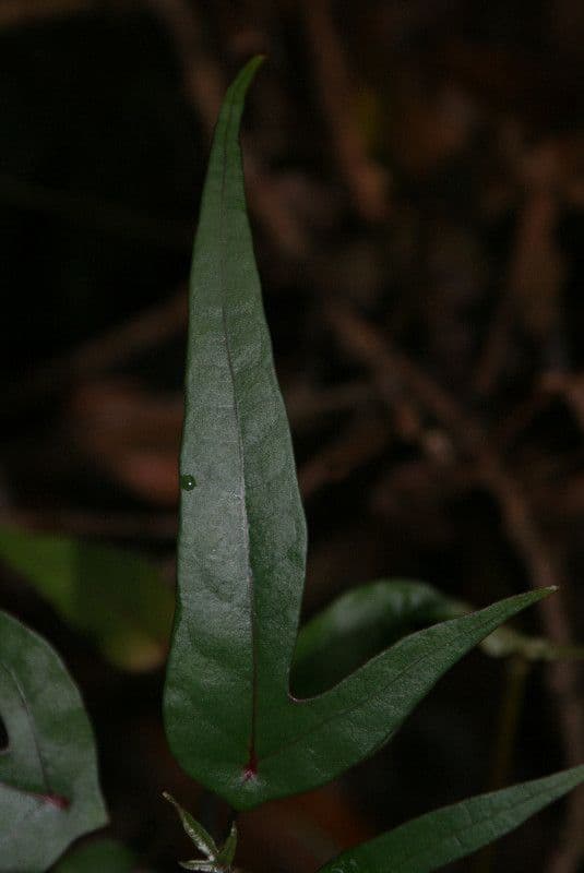 Hernandia 7