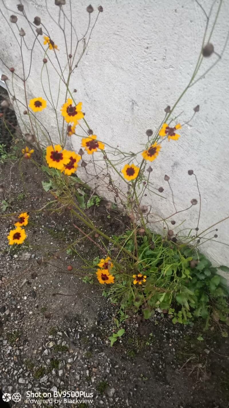 Färber-Mädchenauge 16