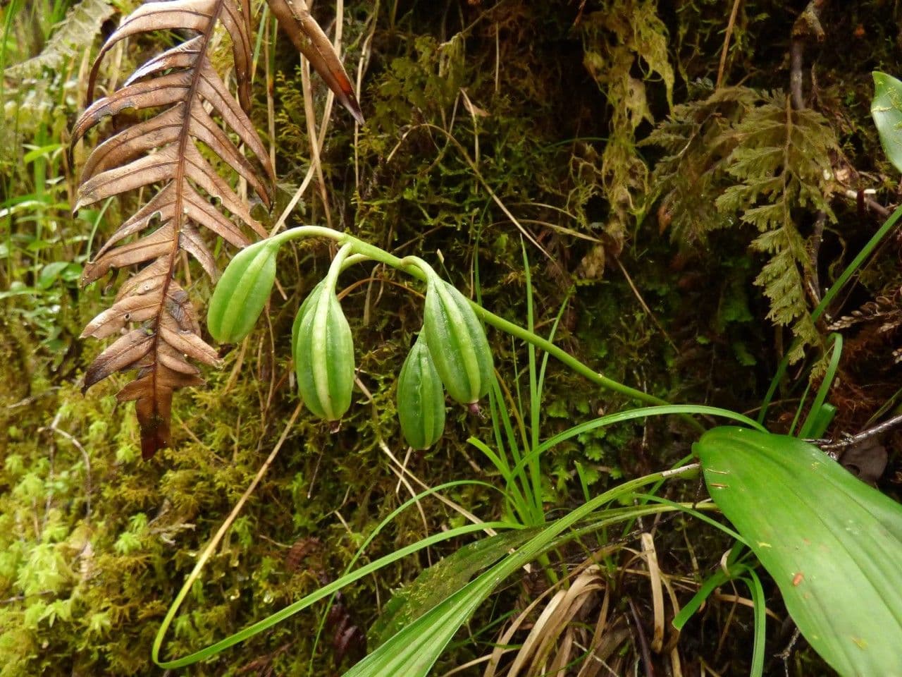 Schöner Phaius 2