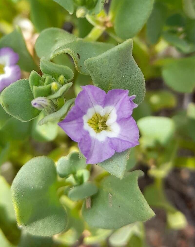 Sclerophylax