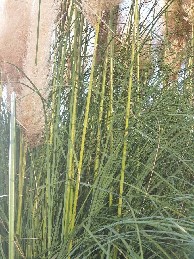 Erba delle pampas 24