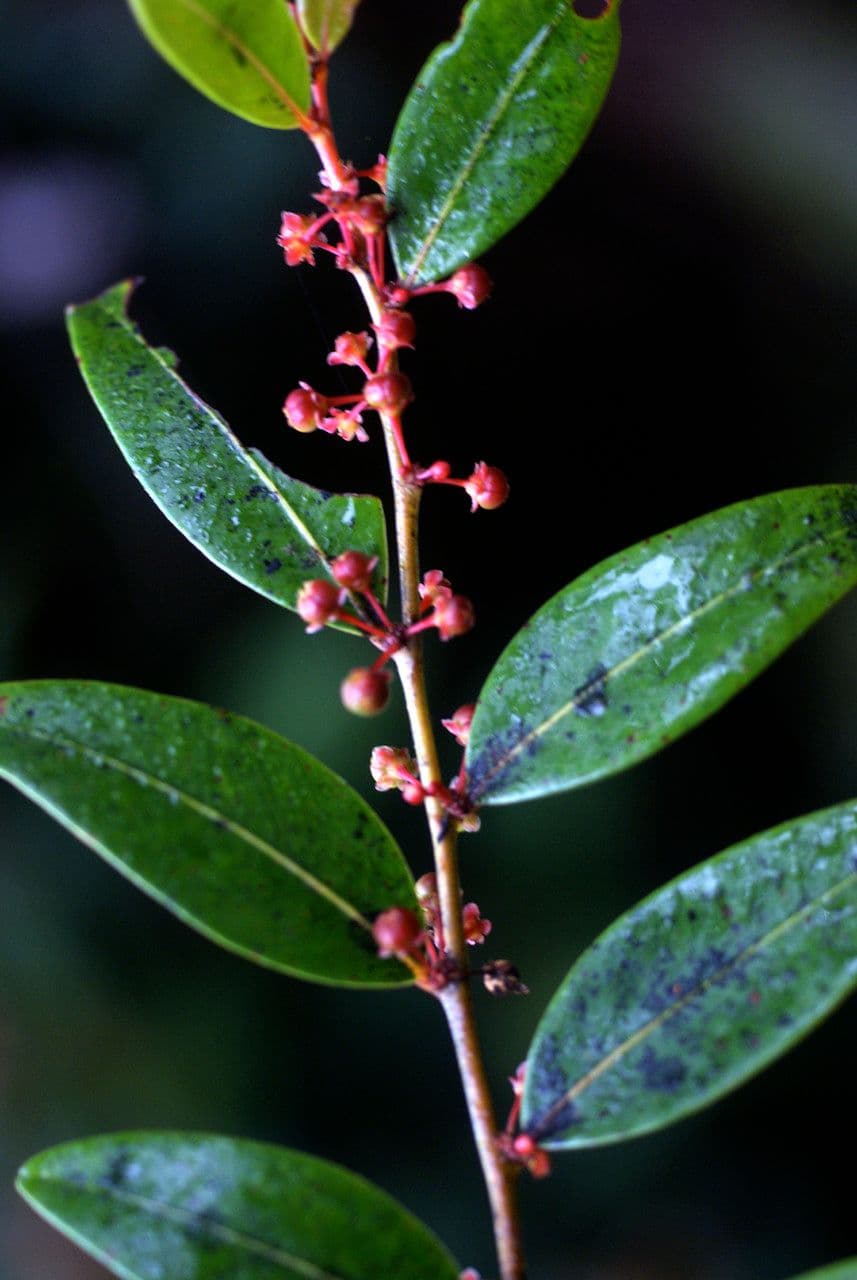 Phyllanthus phillyreifolius 29