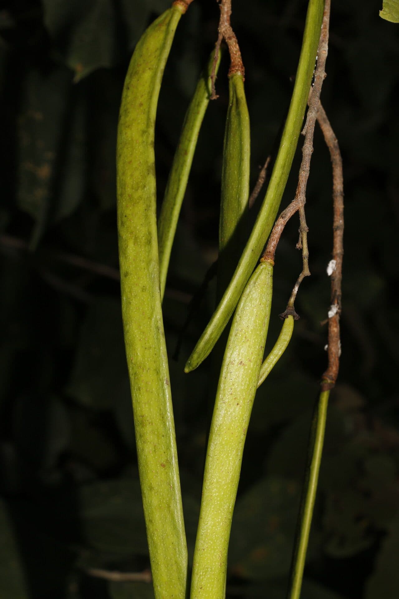 Fridericia 2