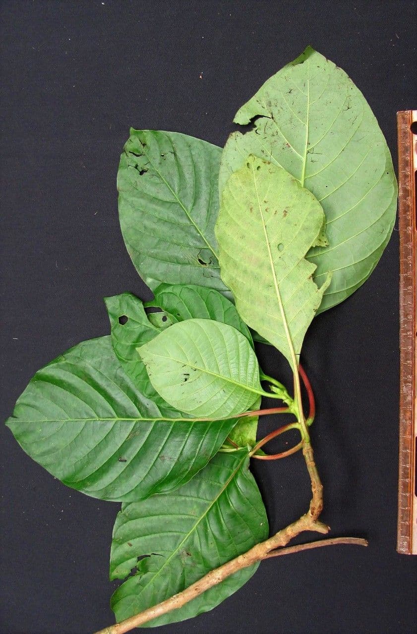 Chinarindenbaum 16