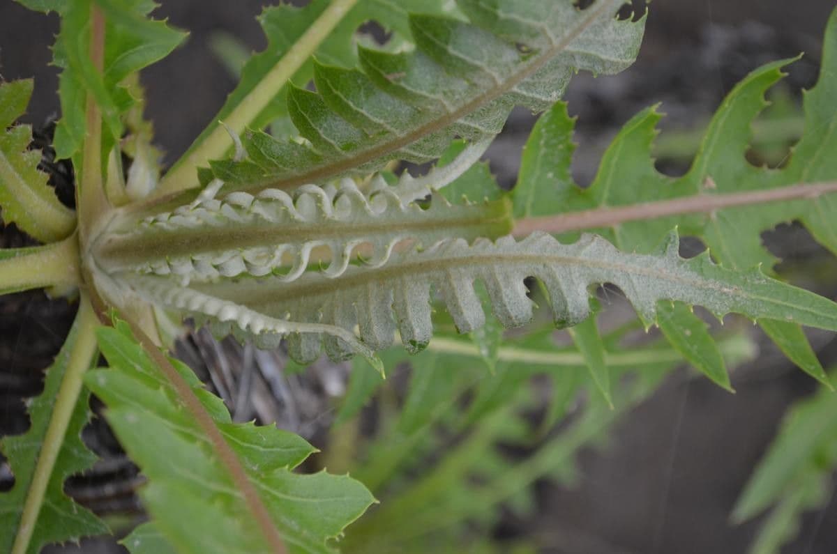 Sonchus gandogeri 11